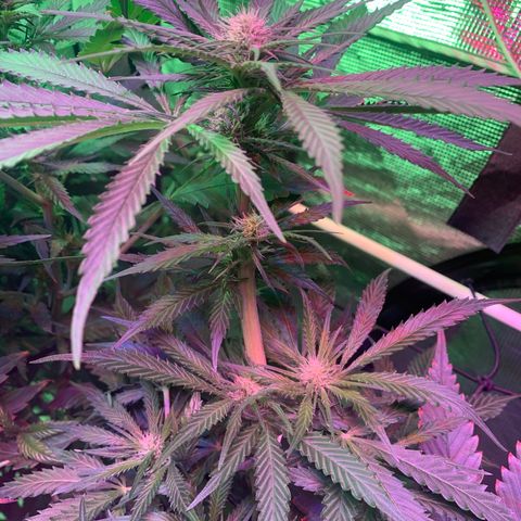 Strawberry cough #5 growlog timeline photo