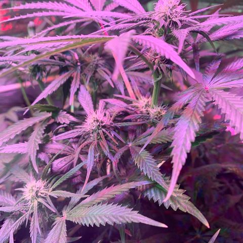 Strawberry Cough #3 growlog timeline photo