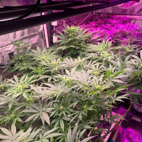 Strawberry cough #5 growlog timeline photo