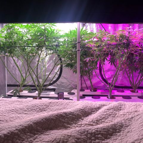 Strawberry cough #5 growlog timeline photo
