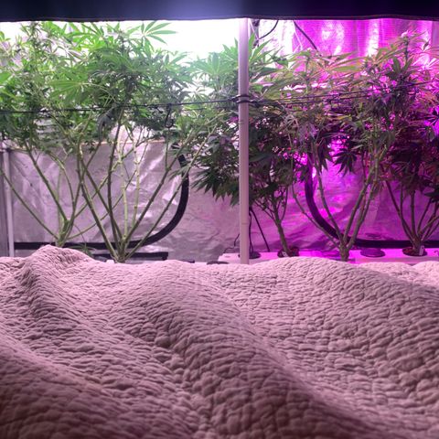 Strawberry cough #5 growlog timeline photo