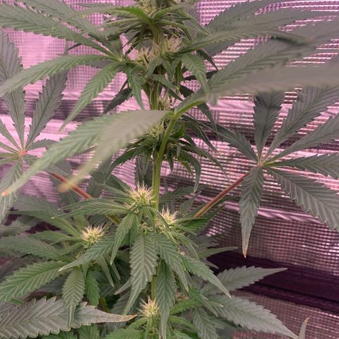 Strawberry Cough #1 growlog timeline photo