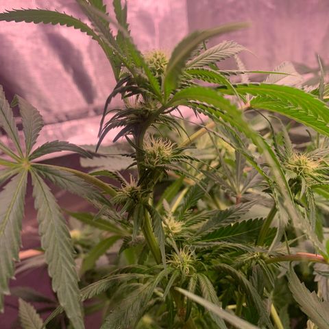 Strawberry Cough #2 growlog timeline photo