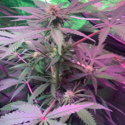 Strawberry Cough #3 growlog timeline photo