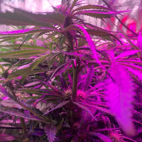 Strawberry cough #5 growlog timeline photo