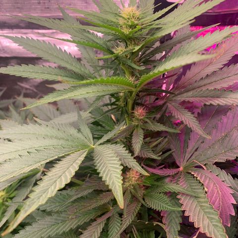 Strawberry cough #4 growlog timeline photo