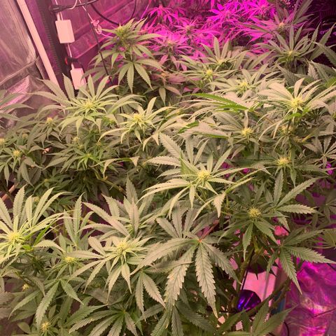 Strawberry cough #5 growlog timeline photo