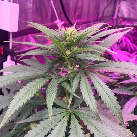 Strawberry Cough #3 growlog timeline photo