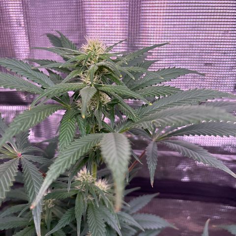 Strawberry Cough #1 growlog timeline photo