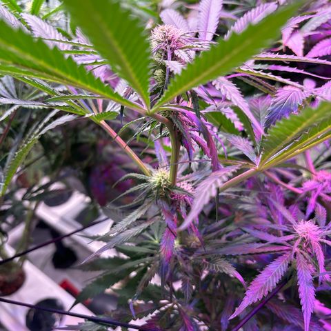 Strawberry cough #5 growlog timeline photo