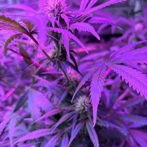 Strawberry Cough #3 growlog timeline photo