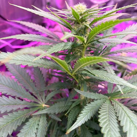 Strawberry cough #4 growlog timeline photo