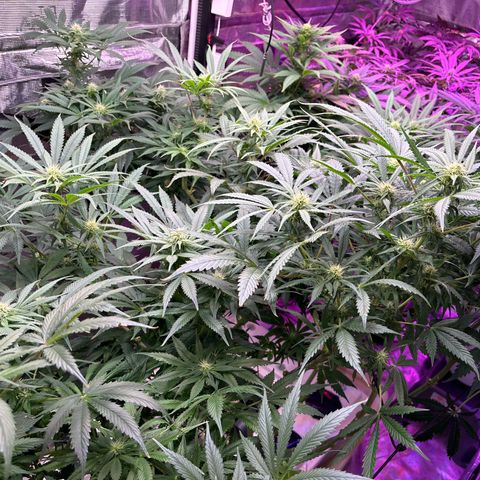 Strawberry cough #5 growlog timeline photo