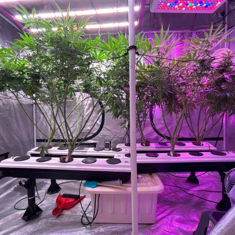 Strawberry cough #5 growlog timeline photo