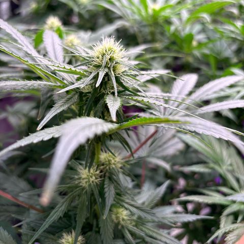 Strawberry cough #5 growlog timeline photo