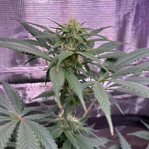Strawberry Cough #1 growlog timeline photo