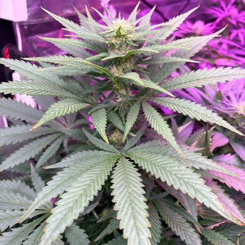 Strawberry cough #4 growlog timeline photo