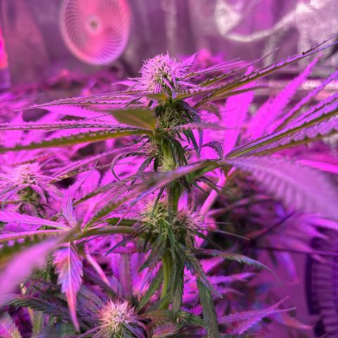 Strawberry cough #5 growlog timeline photo