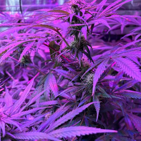 Strawberry Cough #3 growlog timeline photo
