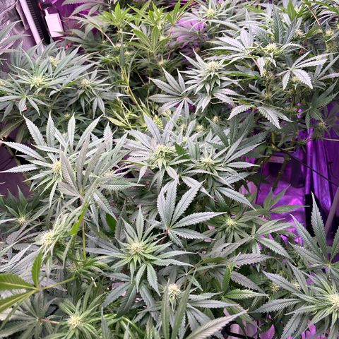 Strawberry cough #5 growlog timeline photo