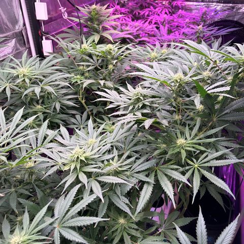 Strawberry cough #5 growlog timeline photo