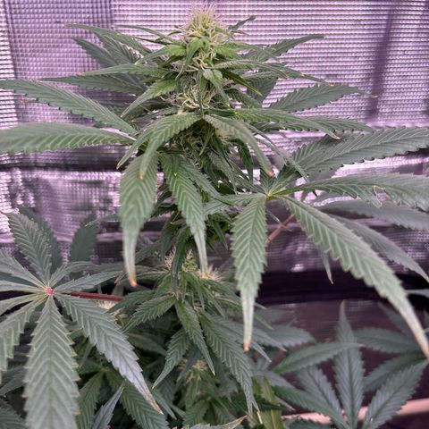 Strawberry Cough #1 growlog timeline photo