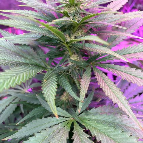 Strawberry cough #4 growlog timeline photo