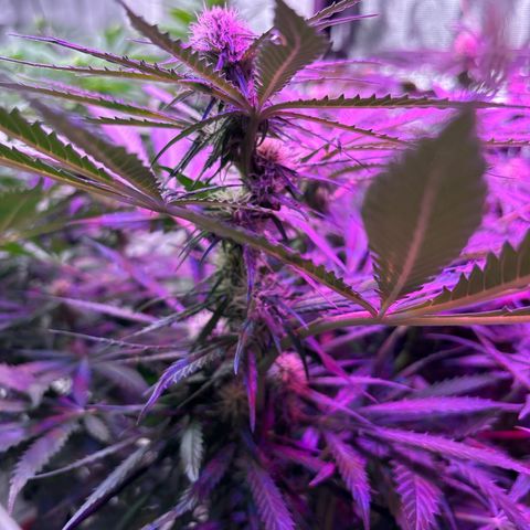 Strawberry cough #5 growlog timeline photo