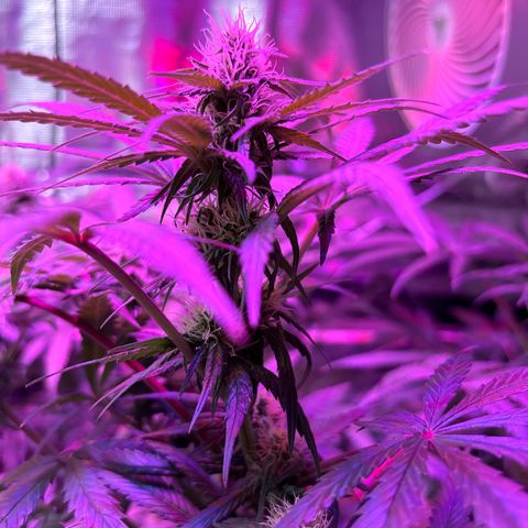 Strawberry Cough #3 growlog timeline photo