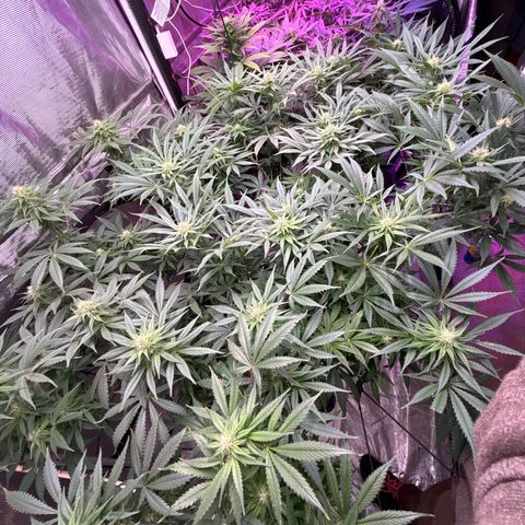 Strawberry cough #5 growlog timeline photo