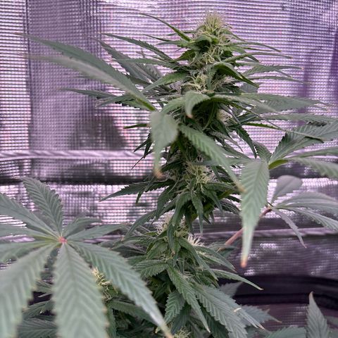 Strawberry Cough #1 growlog timeline photo