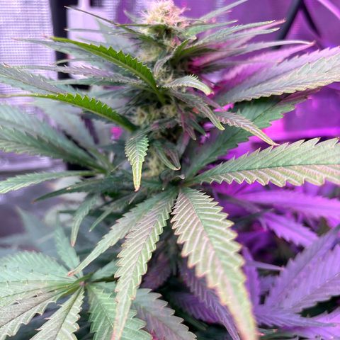 Strawberry cough #4 growlog timeline photo