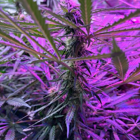 Strawberry cough #5 growlog timeline photo
