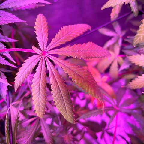 Strawberry Cough #3 growlog photo: Lots of deficiency noted here. I’m not sure what’s up. Roots are really tight so I stabbed a knife in them a few times to open it up a bit. Roots are also more brown than other plants and compact around the my cup. 