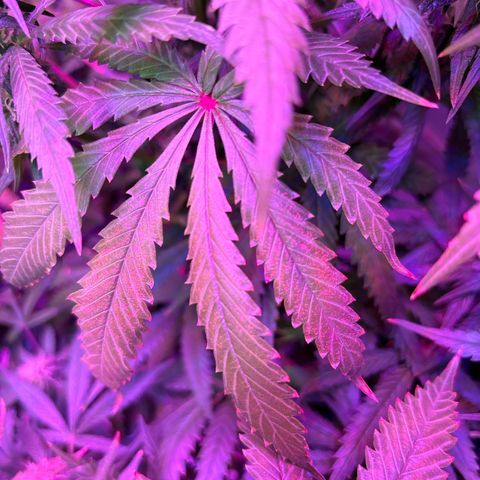 Strawberry Cough #3 growlog photo: Lots of deficiency noted here. I’m not sure what’s up. Roots are really tight so I stabbed a knife in them a few times to open it up a bit. Roots are also more brown than other plants and compact around the my cup. 
