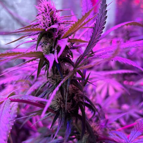 Strawberry Cough #3 growlog photo: Lots of deficiency noted here. I’m not sure what’s up. Roots are really tight so I stabbed a knife in them a few times to open it up a bit. Roots are also more brown than other plants and compact around the my cup. 