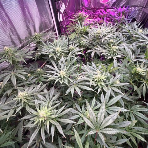 Strawberry cough #5 growlog timeline photo