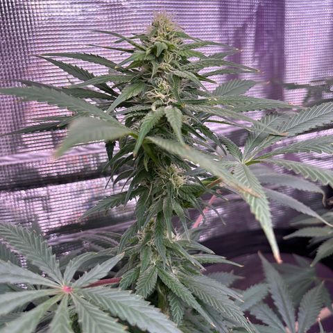Strawberry Cough #1 growlog timeline photo