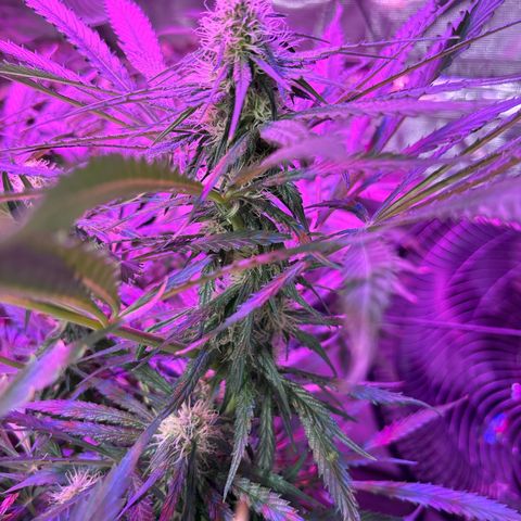 Strawberry cough #5 growlog timeline photo