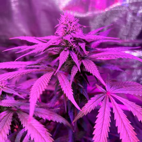 Strawberry Cough #3 growlog timeline photo
