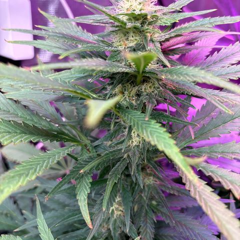 Strawberry cough #4 growlog timeline photo