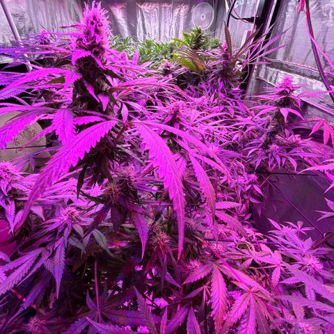 Strawberry cough #5 growlog timeline photo