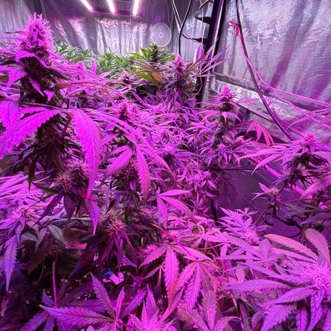 Strawberry cough #5 growlog timeline photo