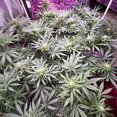 Strawberry cough #5 growlog timeline photo