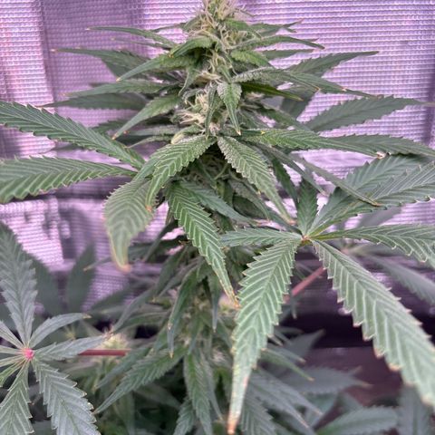Strawberry Cough #1 growlog timeline photo