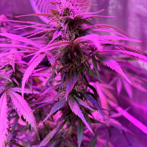 Strawberry Cough #3 growlog timeline photo