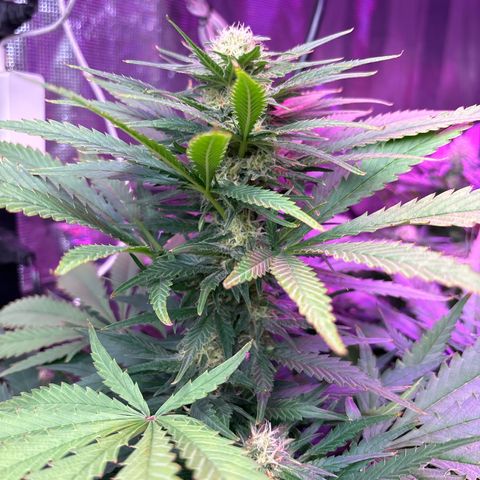 Strawberry cough #4 growlog timeline photo