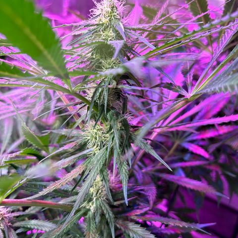 Strawberry cough #5 growlog timeline photo