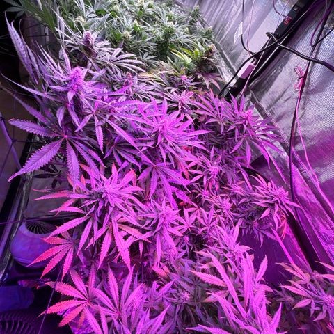 Strawberry cough #5 growlog timeline photo