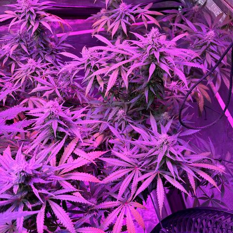 Strawberry Cough #3 growlog photo: Idk why it’s fading but this and 4 both are in same channel